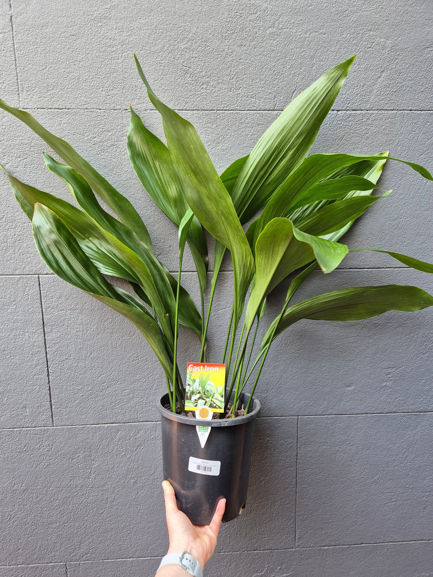 Aspidistra elatior 'Cast Iron Plant'