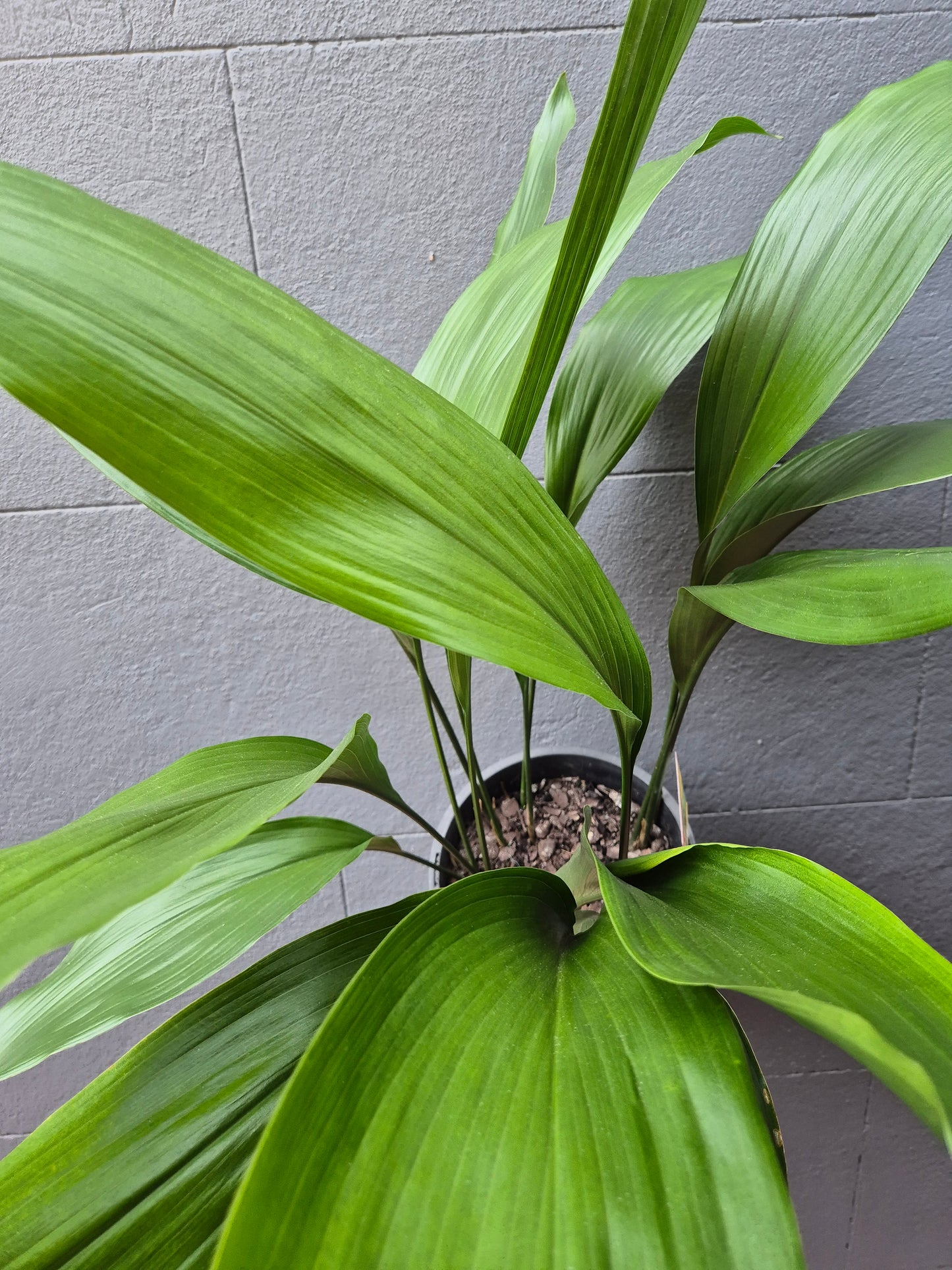 Aspidistra elatior 'Cast Iron Plant'