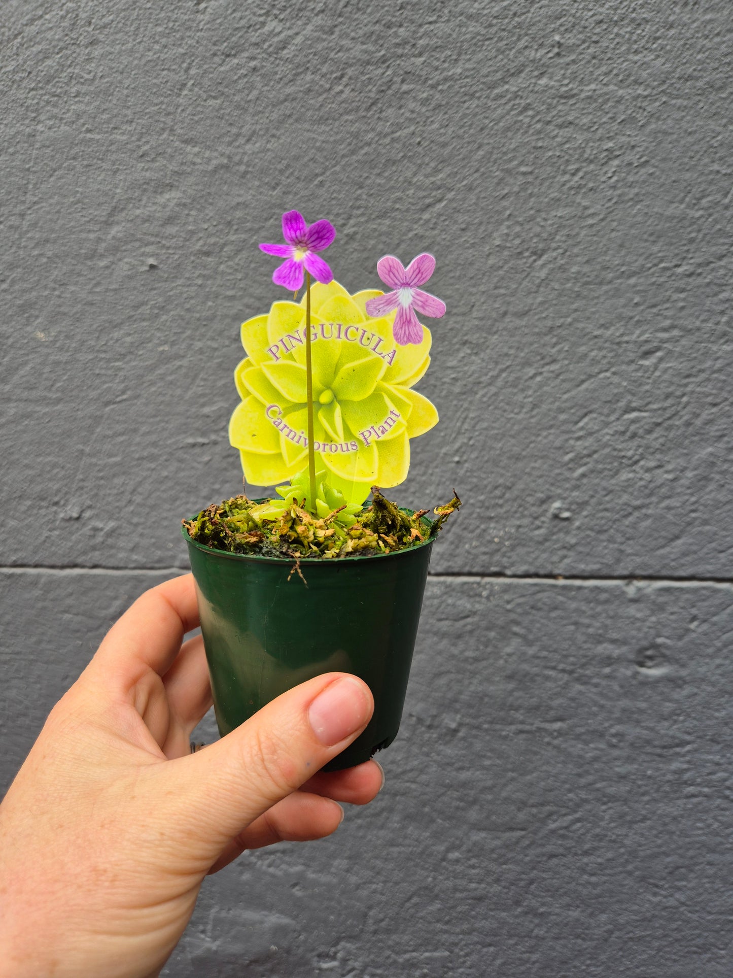 Pinguicula laueana 70mm