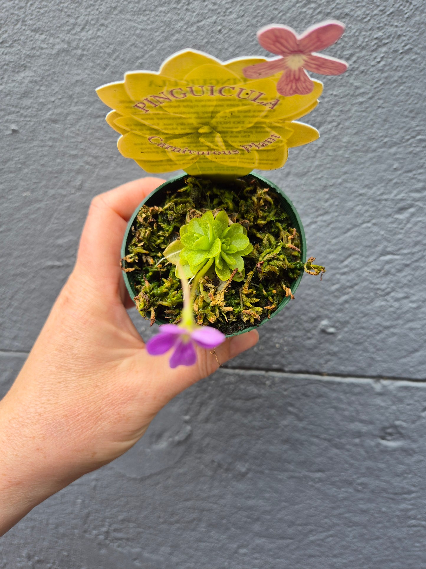 Pinguicula laueana 70mm