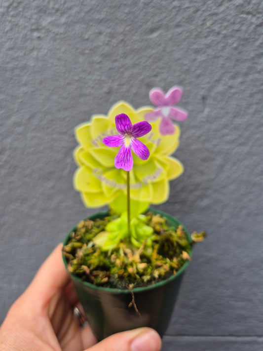 Pinguicula laueana 70mm