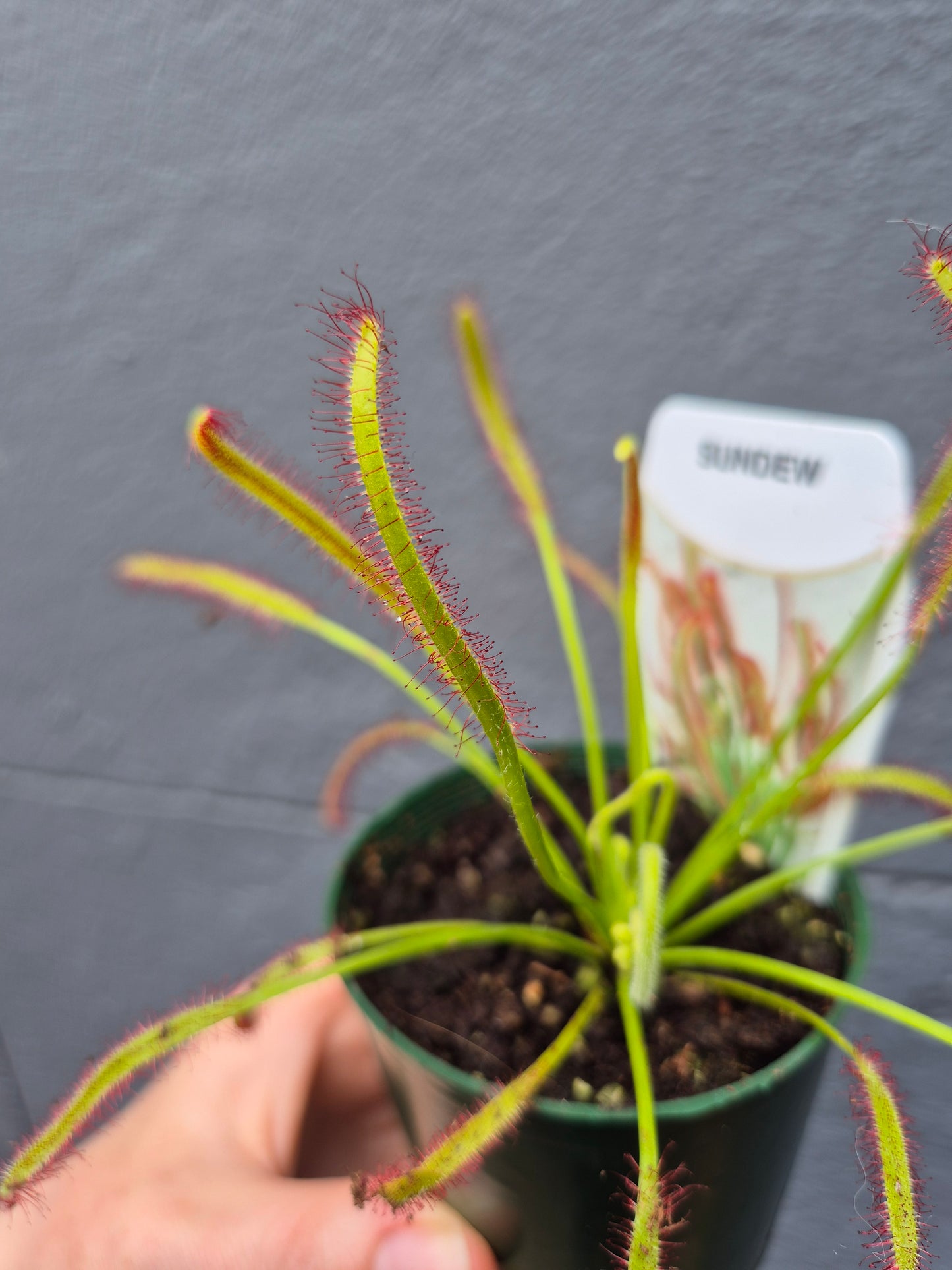 Drosera capensis 'Sundew' 70mm