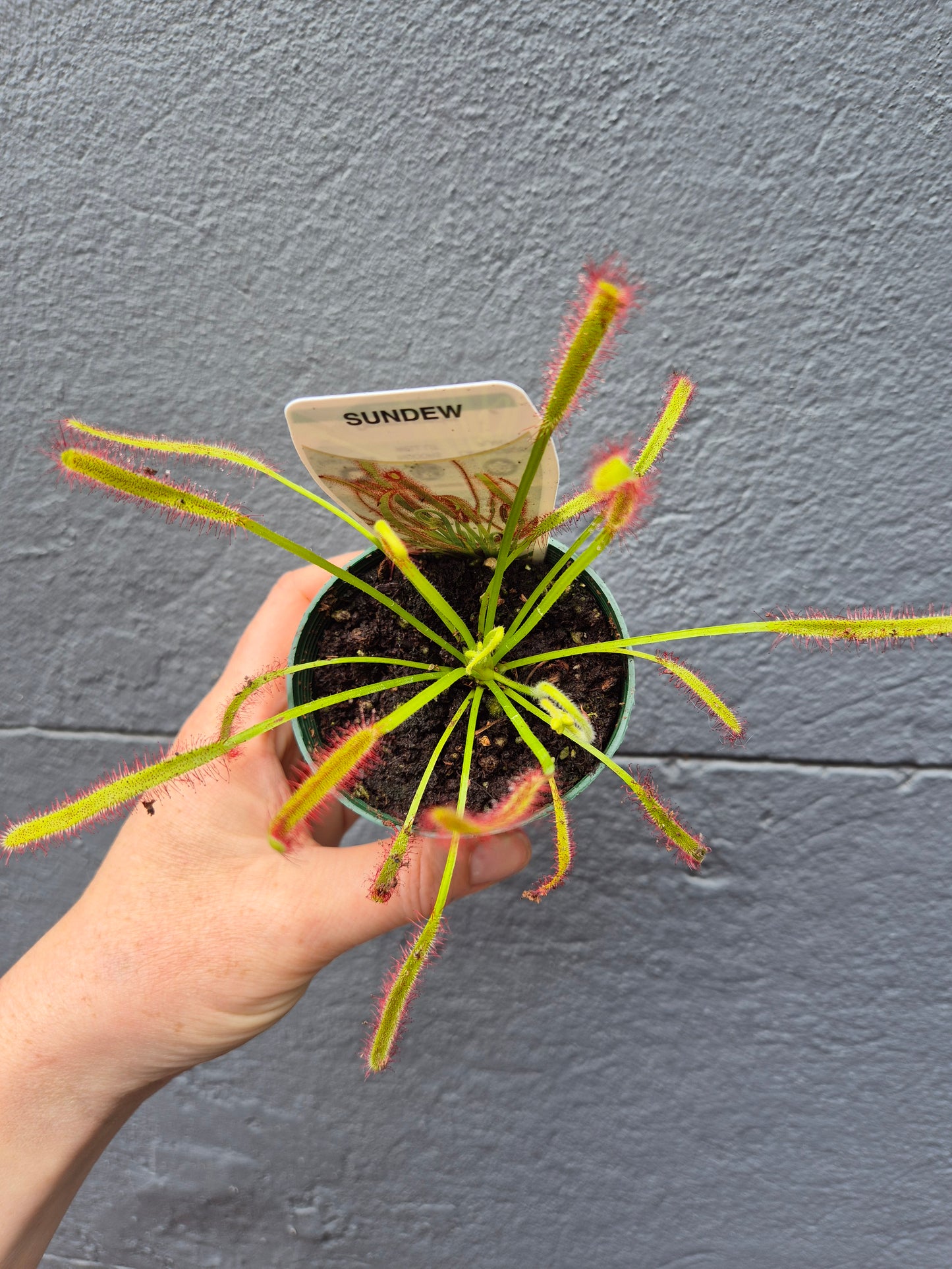 Drosera capensis 'Sundew' 70mm