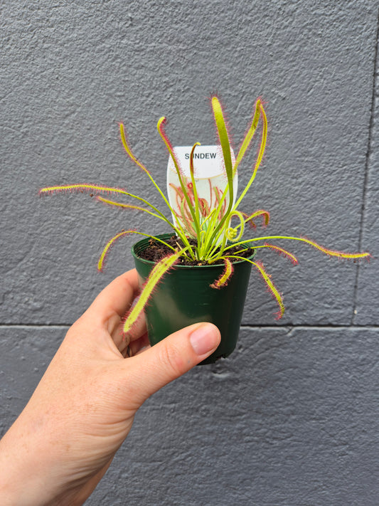 Drosera capensis 'Sundew' 70mm