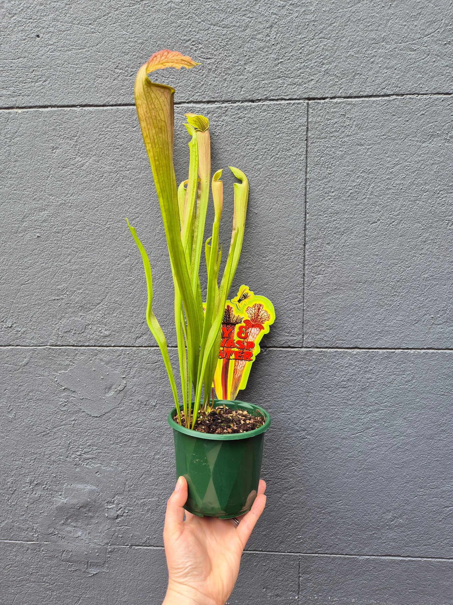 Sarracenia alata 120mm