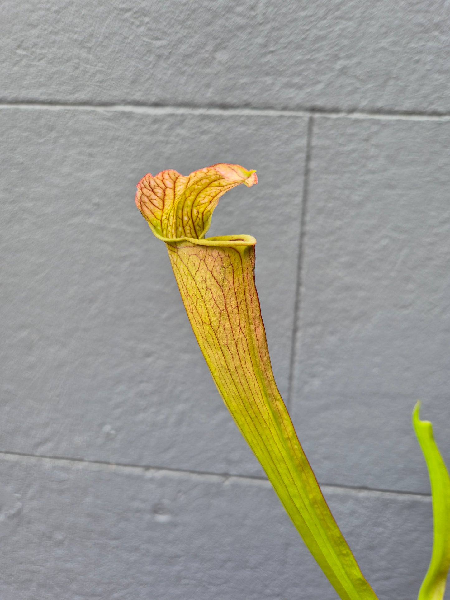 Sarracenia alata 120mm