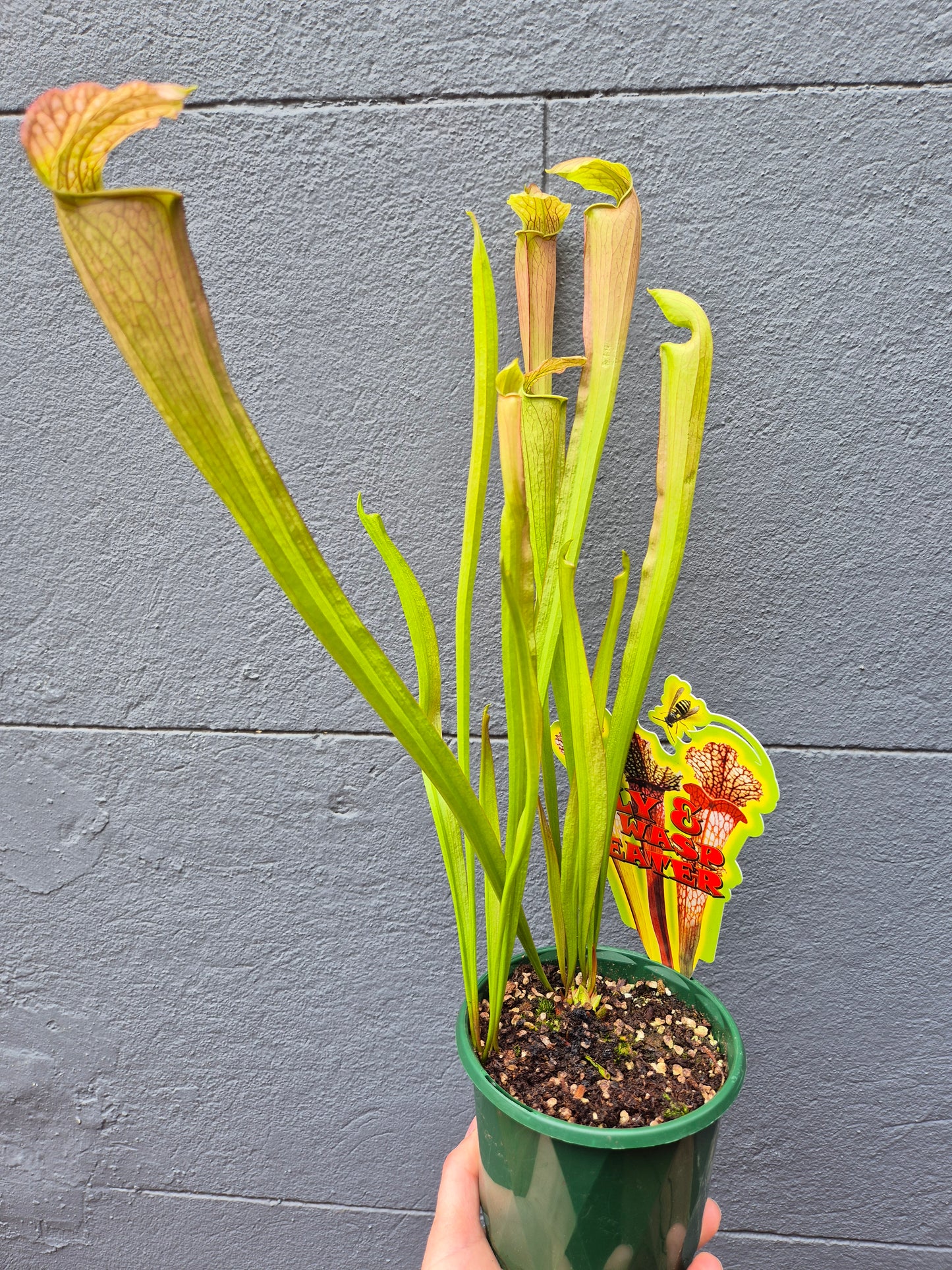 Sarracenia alata 120mm