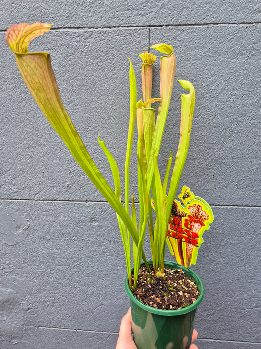 Sarracenia alata 120mm