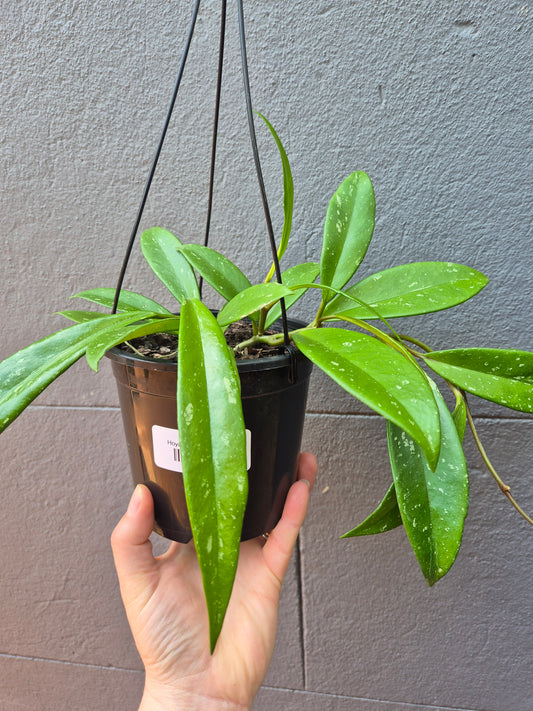 Hoya pubicalyx