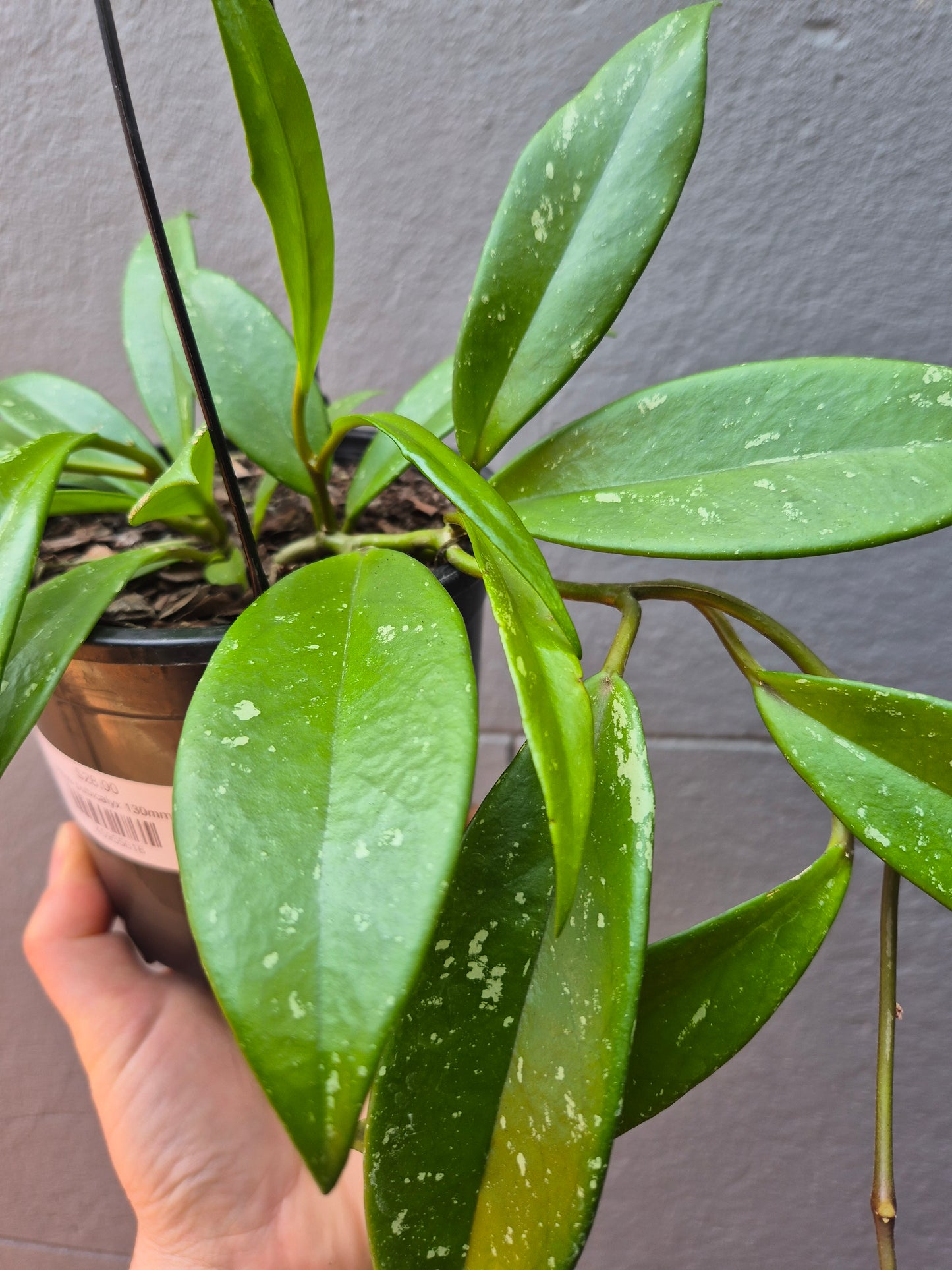 Hoya pubicalyx