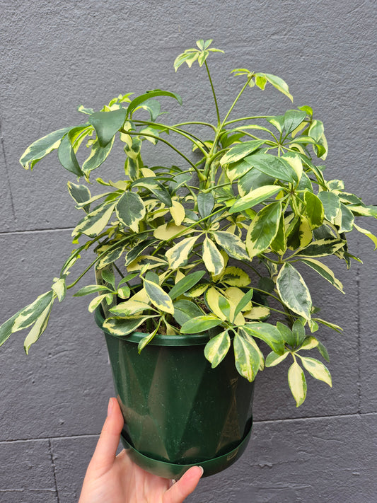 Schefflera arboricola 'Dwarf Umbrella Tree' Variegated