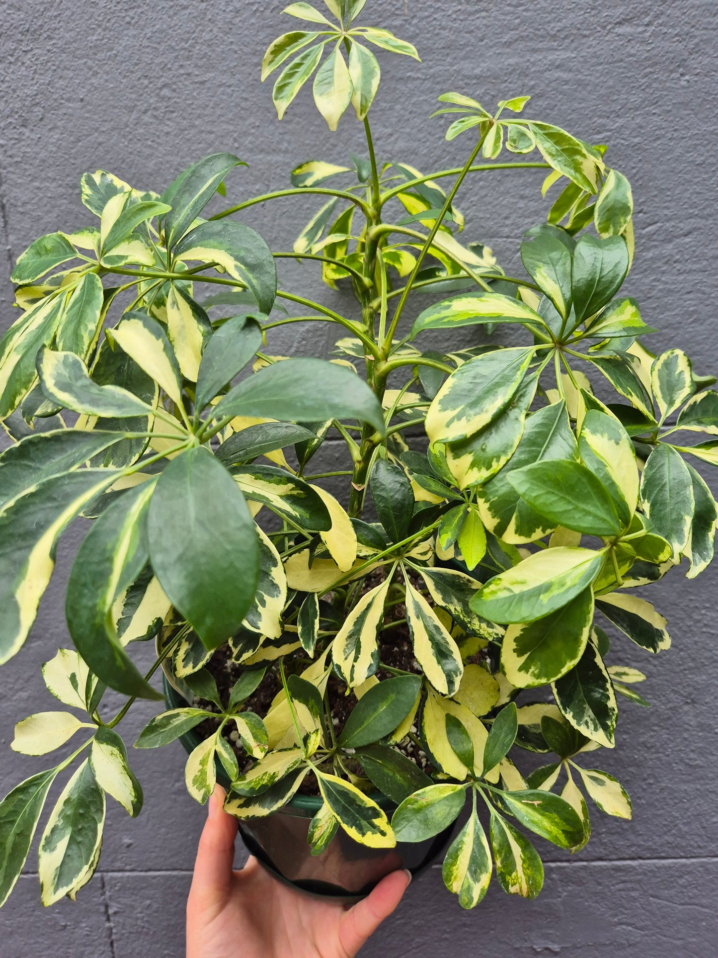 Schefflera arboricola 'Dwarf Umbrella Tree' Variegated