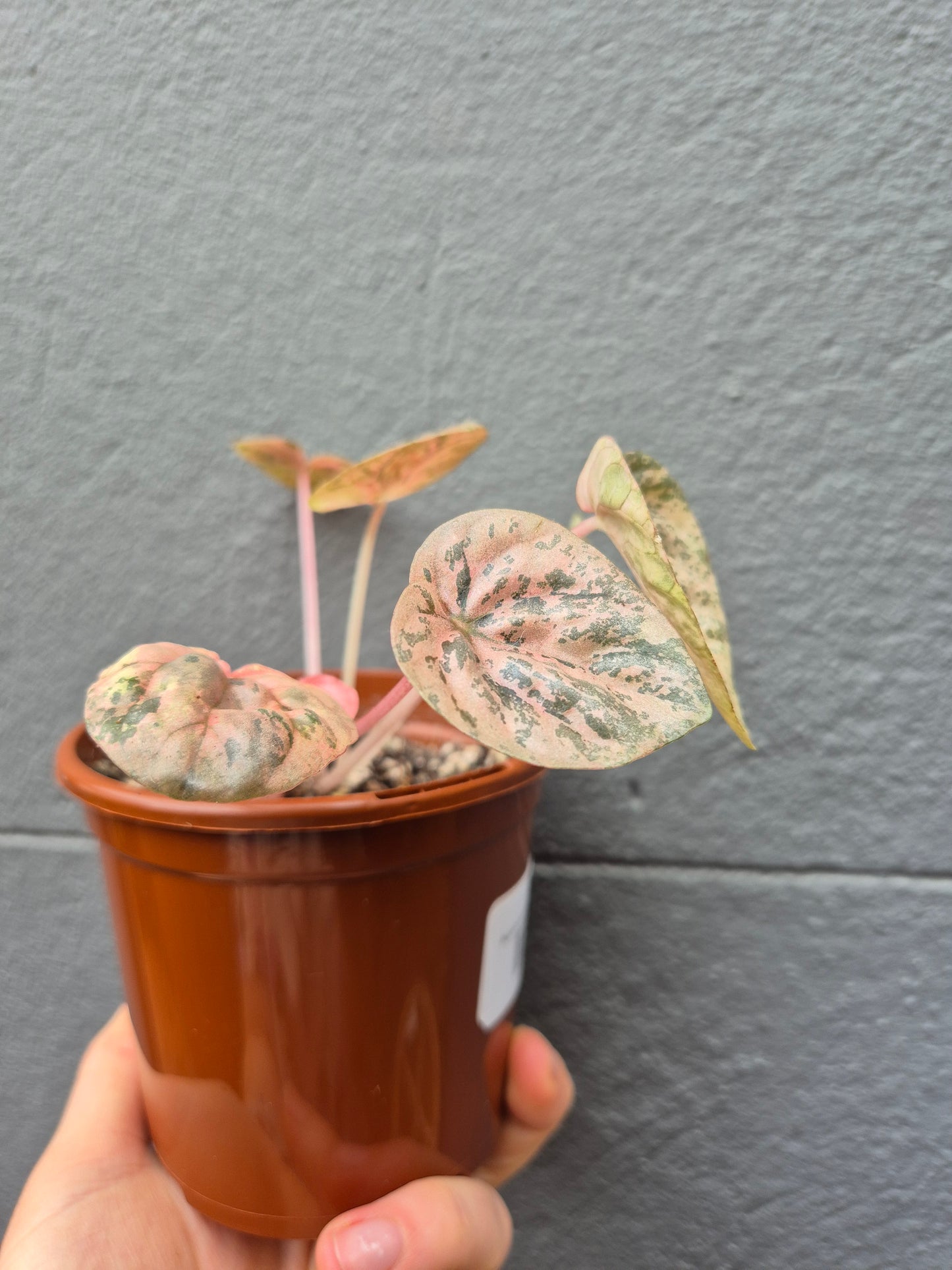 Peperomia caperata ‘Pink Lady’