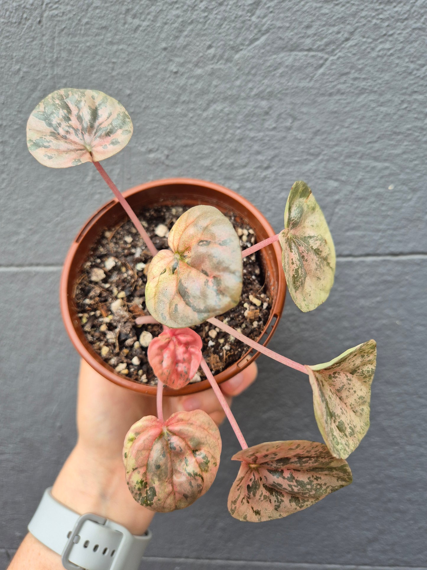 Peperomia caperata ‘Pink Lady’