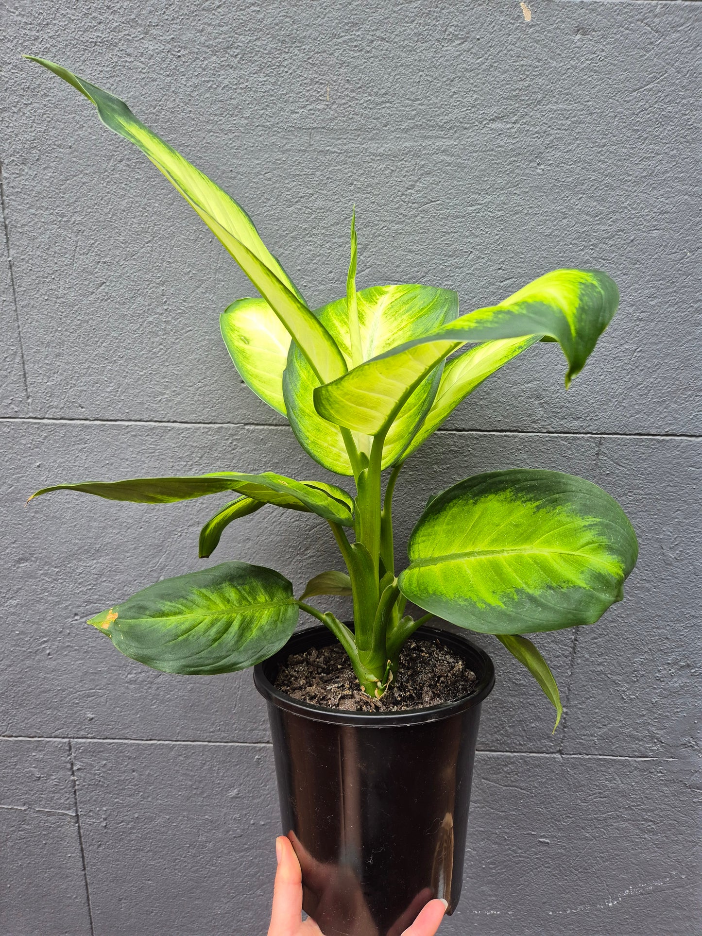 Dieffenbachia 'Tropic Marianne'