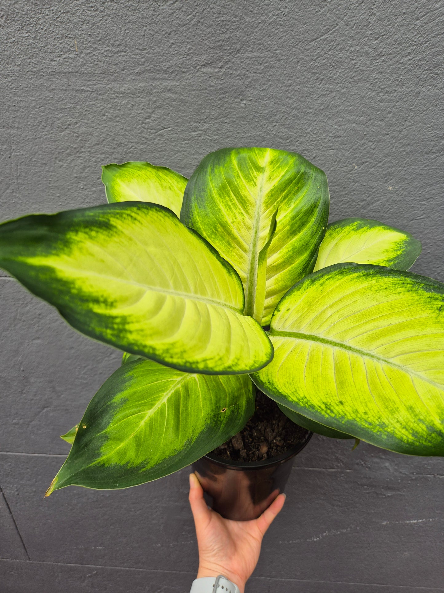 Dieffenbachia 'Tropic Marianne'