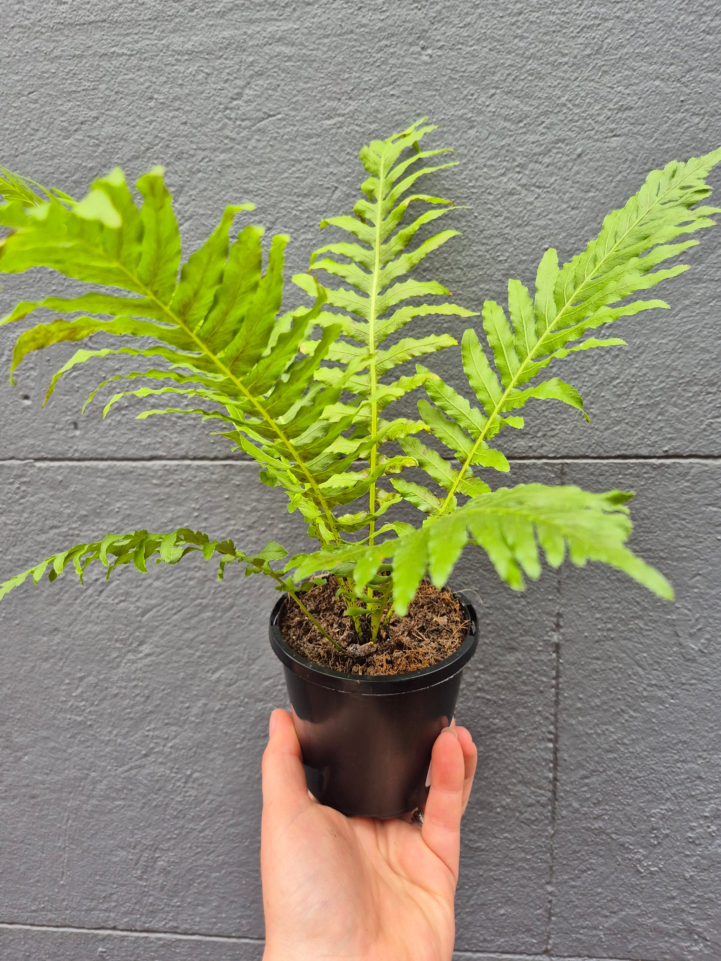 Blechnum gibbum 'Silver Lady Fern'