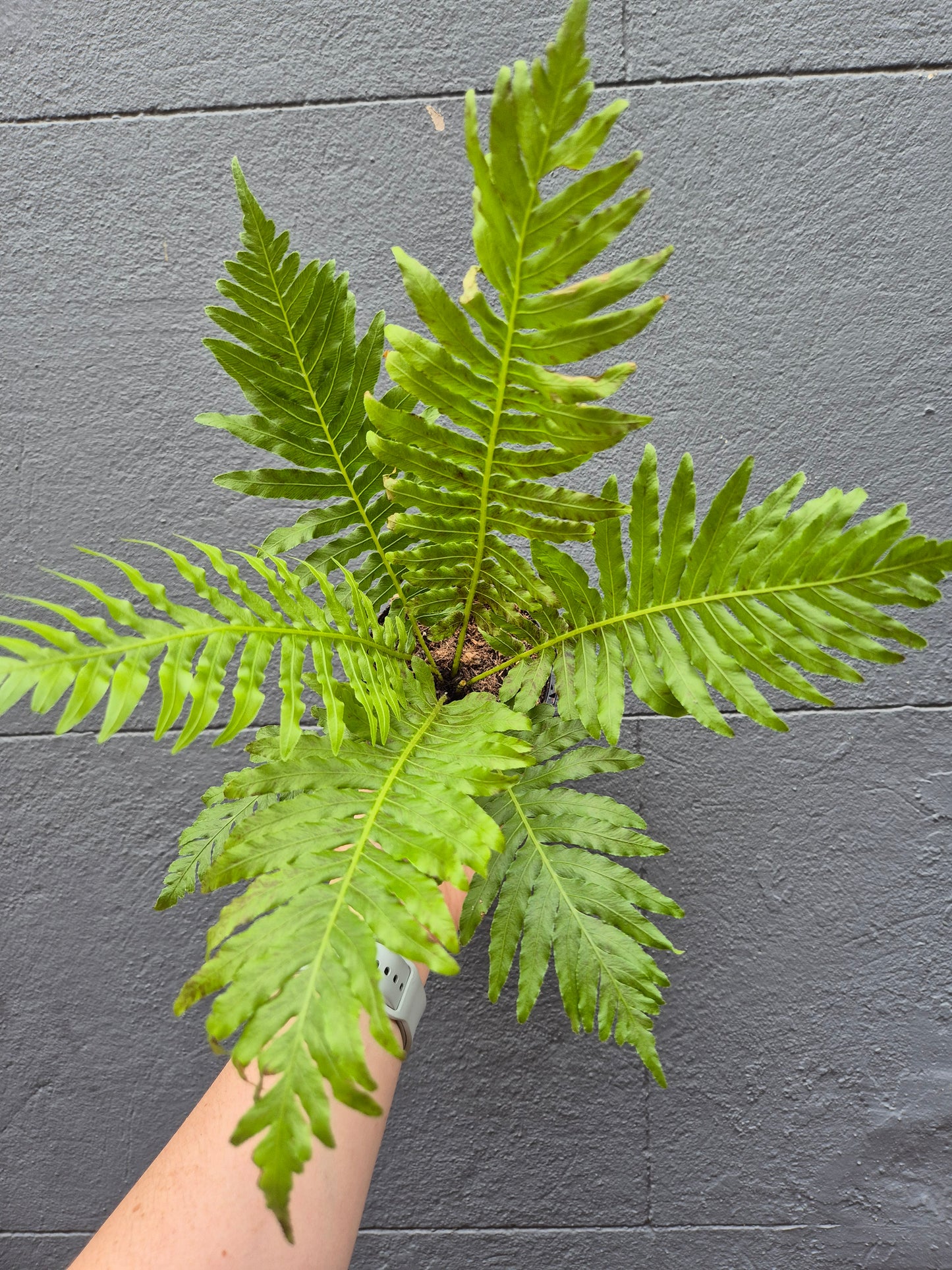 Blechnum gibbum 'Silver Lady Fern'