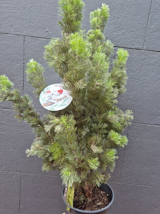 Adenanthos sericeus 'Woolly Bush' - Christmas Tree