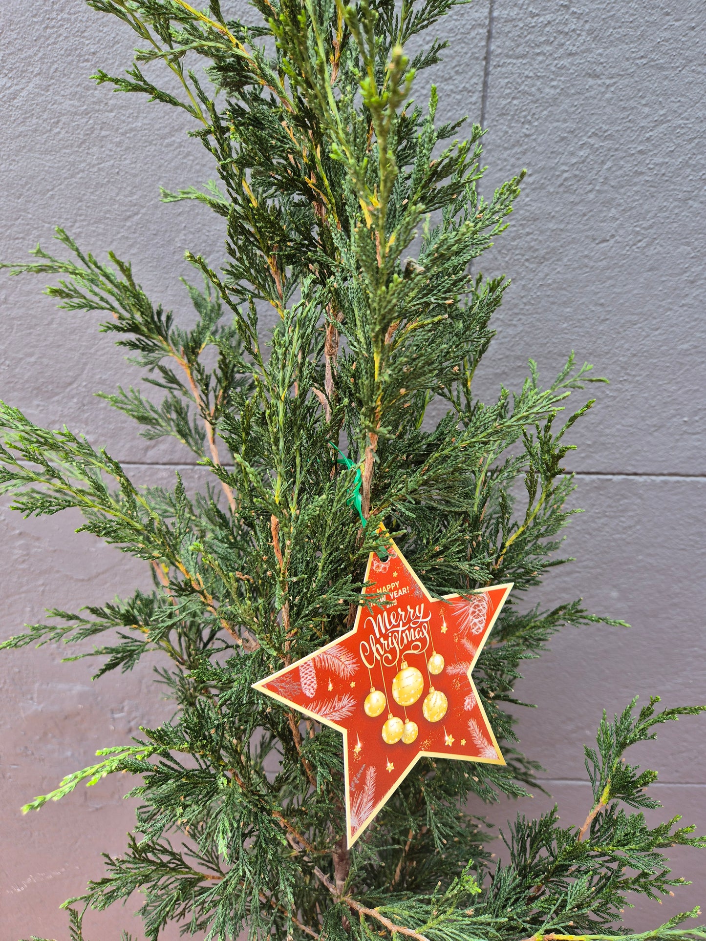 Juniperus chinensis 'Spartan' - Christmas Tree