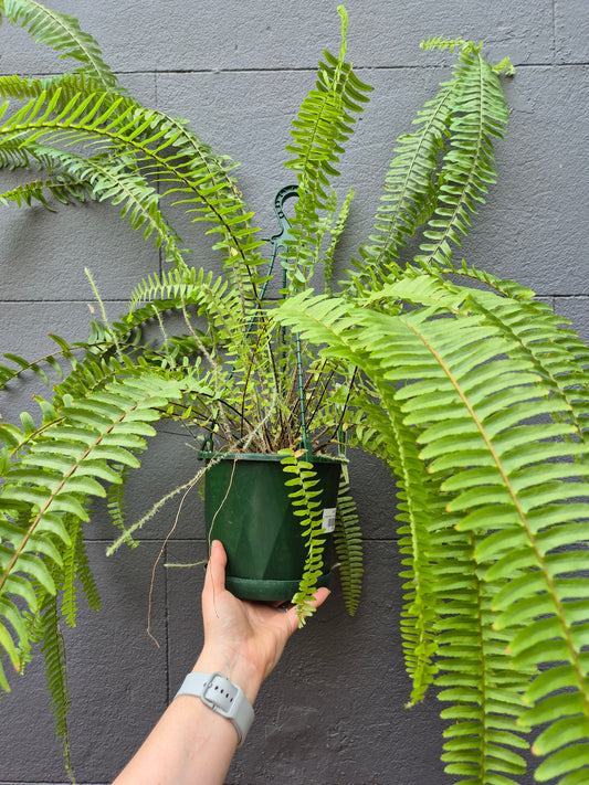 Nephrolepsis 'Boston Fern'