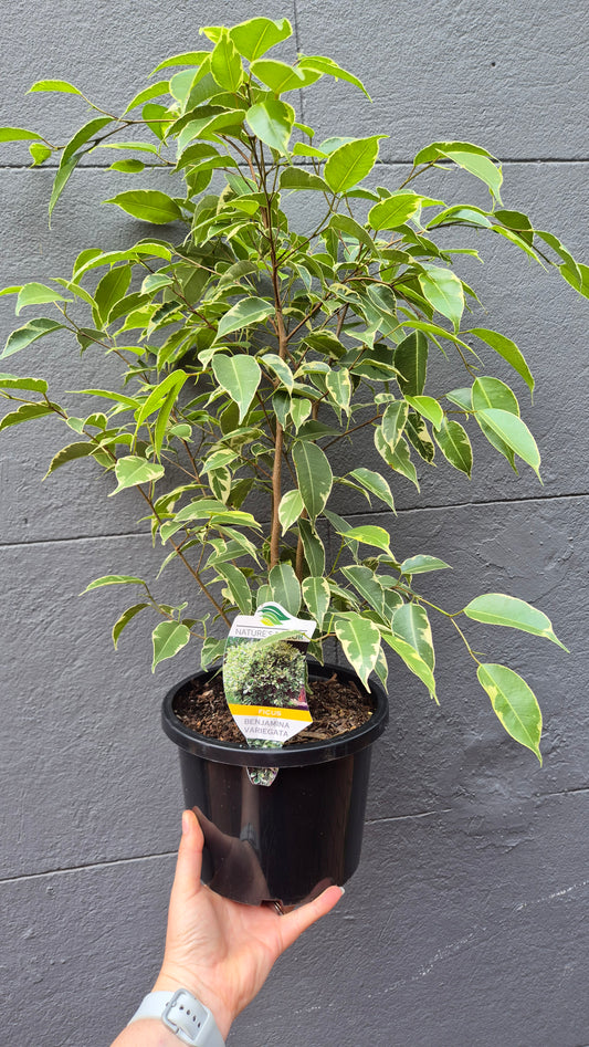 Ficus benjamina (variegated)