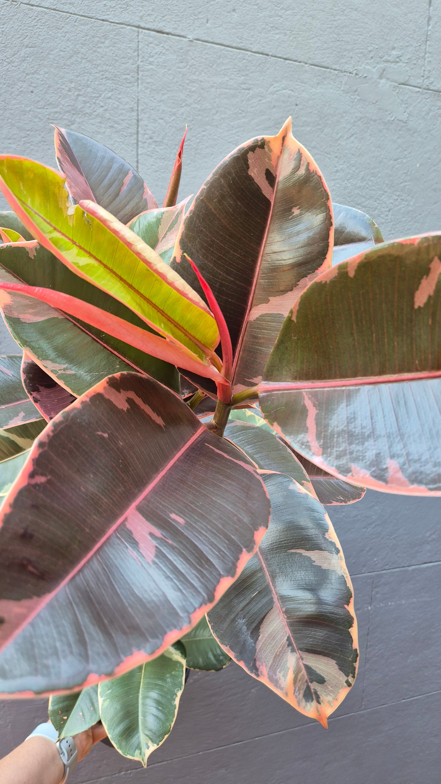 Ficus elastica 'Ruby'