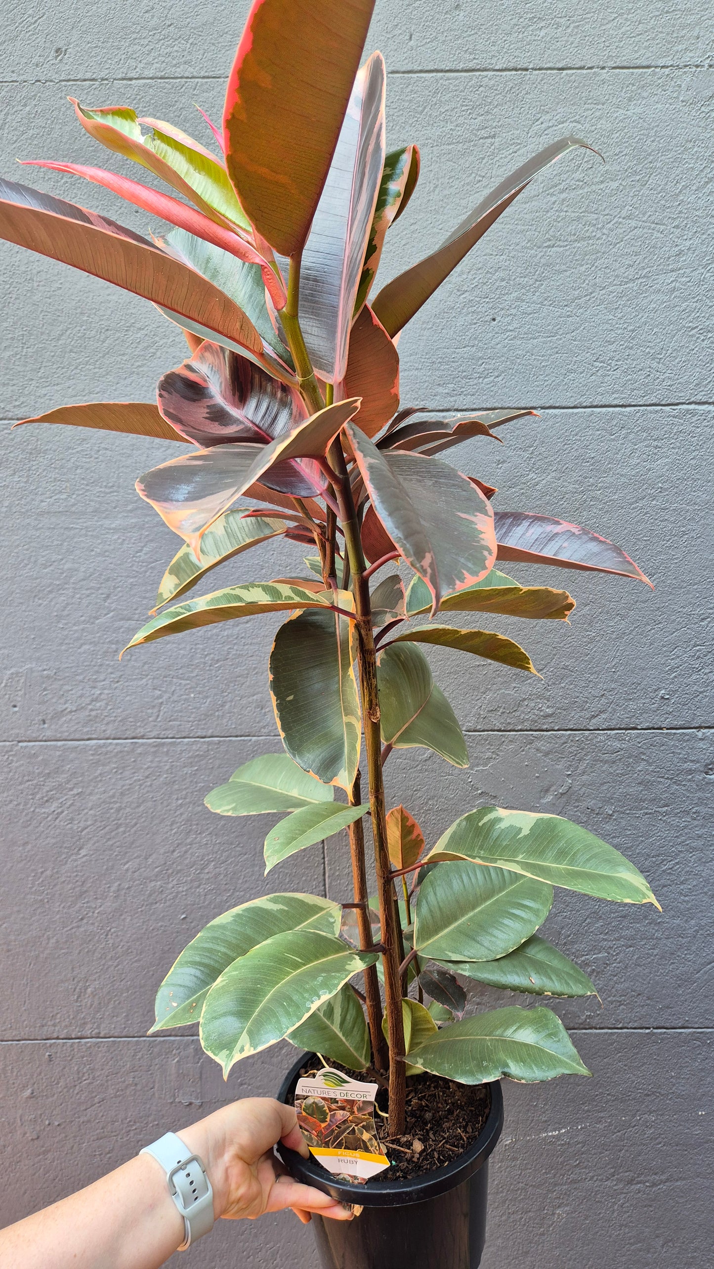 Ficus elastica 'Ruby'