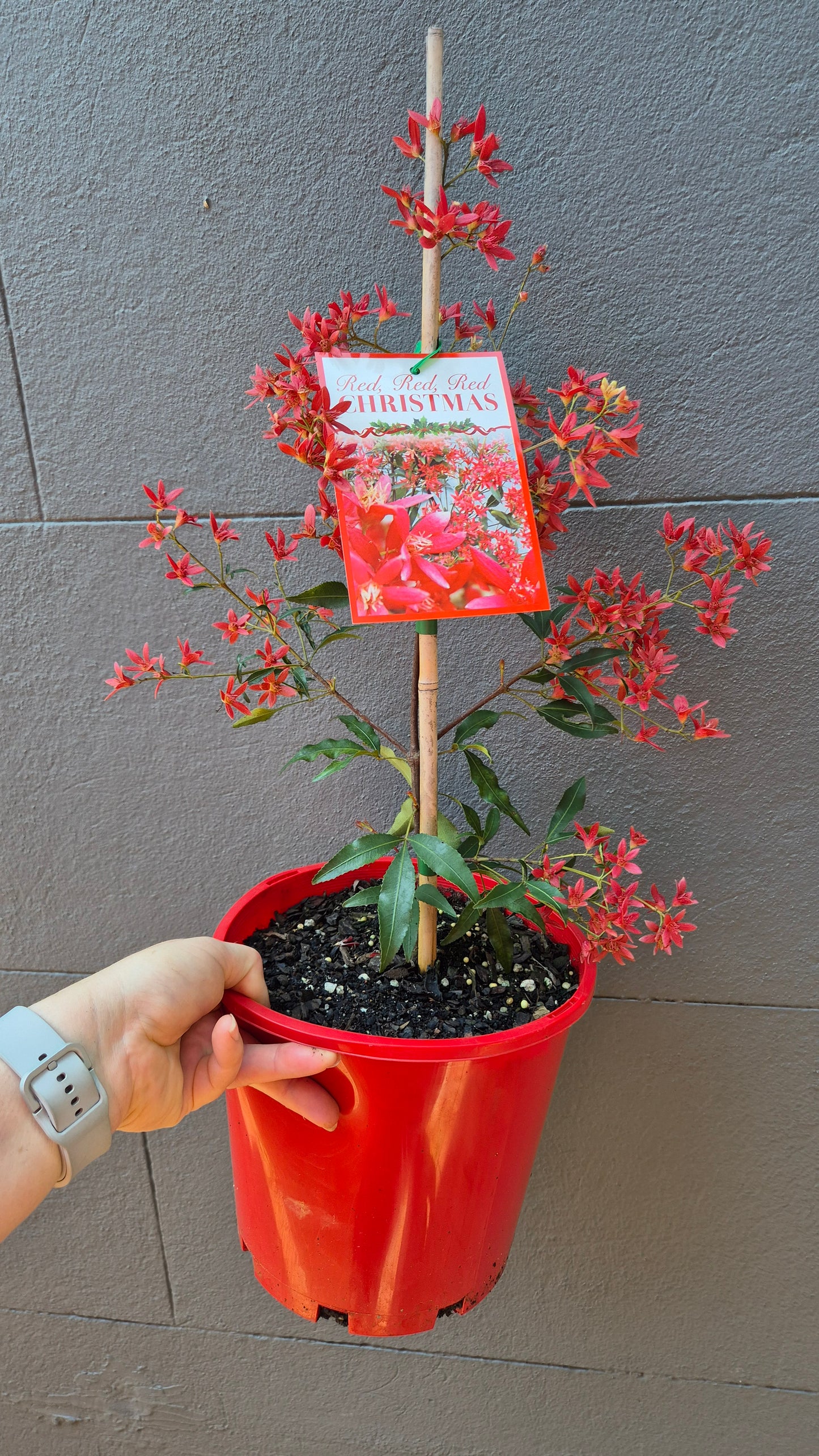 Ceratopetalum gummiferum 'Albery's Red Christmas Bush'