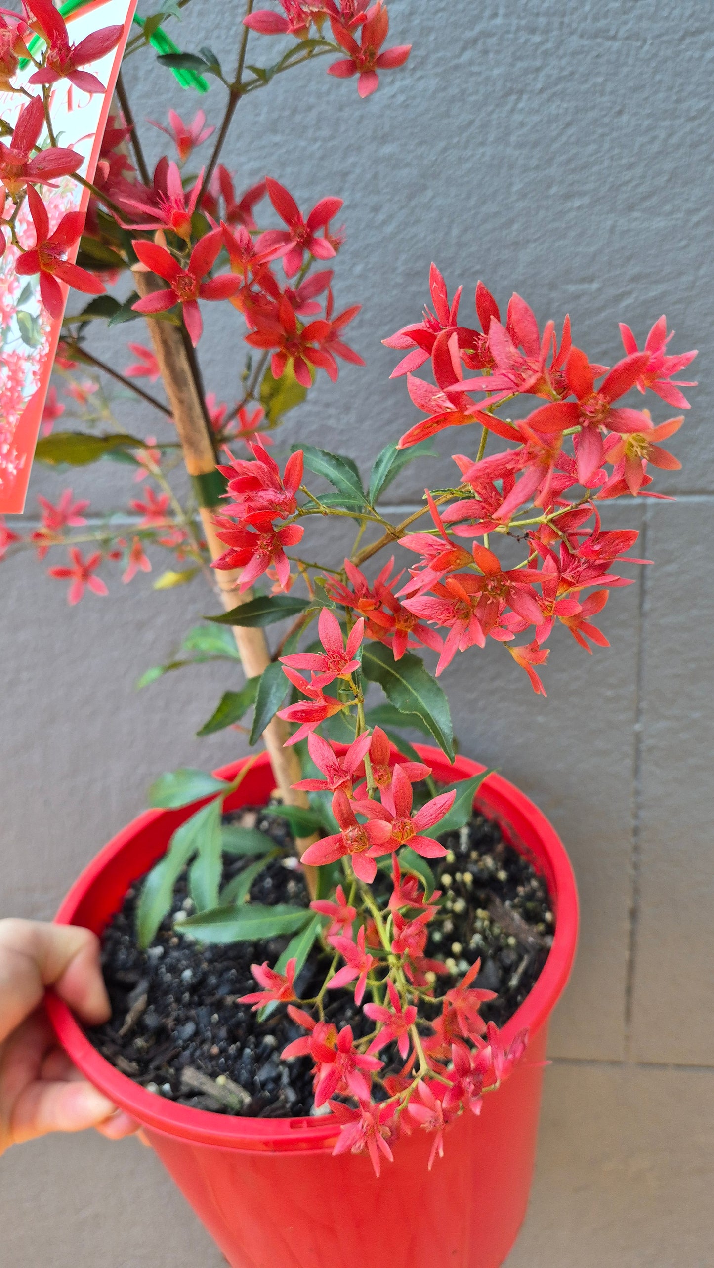 Ceratopetalum gummiferum 'Albery's Red Christmas Bush'