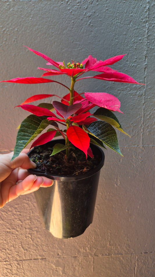 Poinsettia