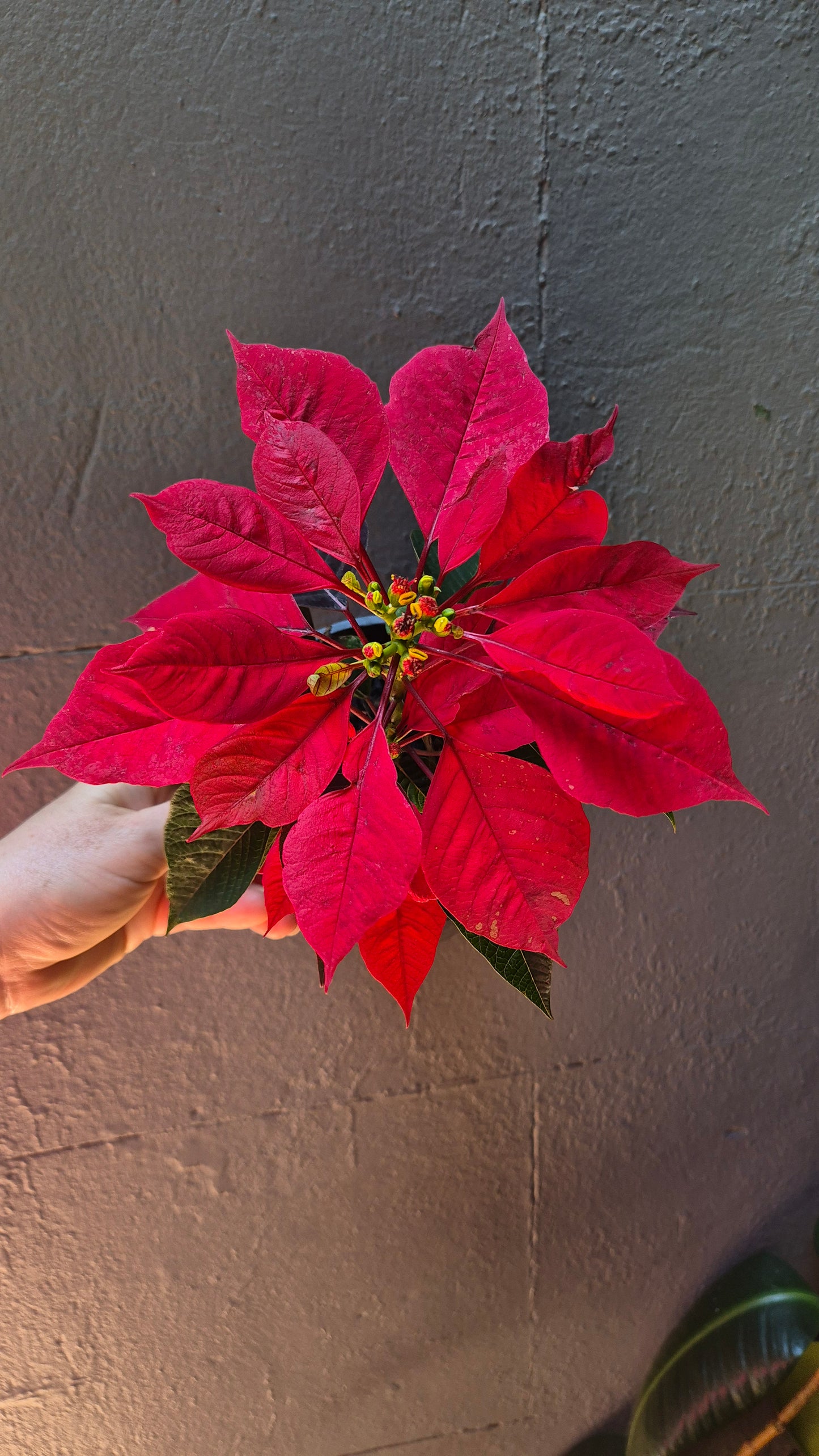 Poinsettia