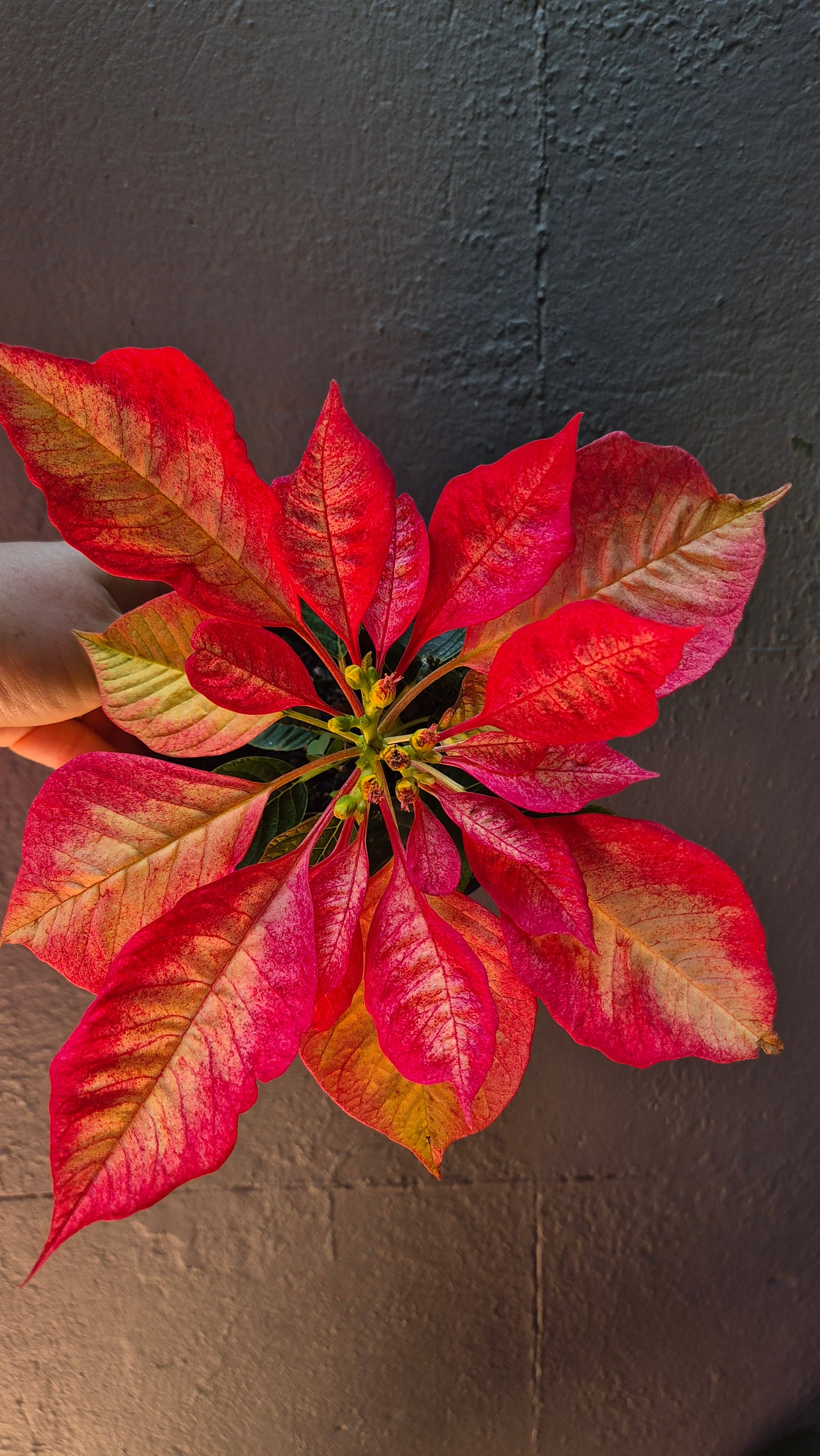 Poinsettia