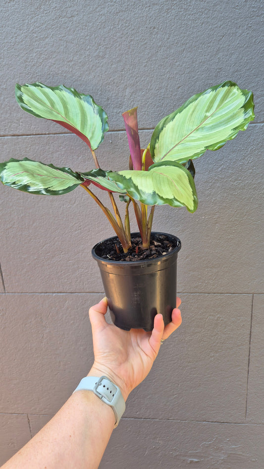 Calathea roseopicta 'Northern Lights'