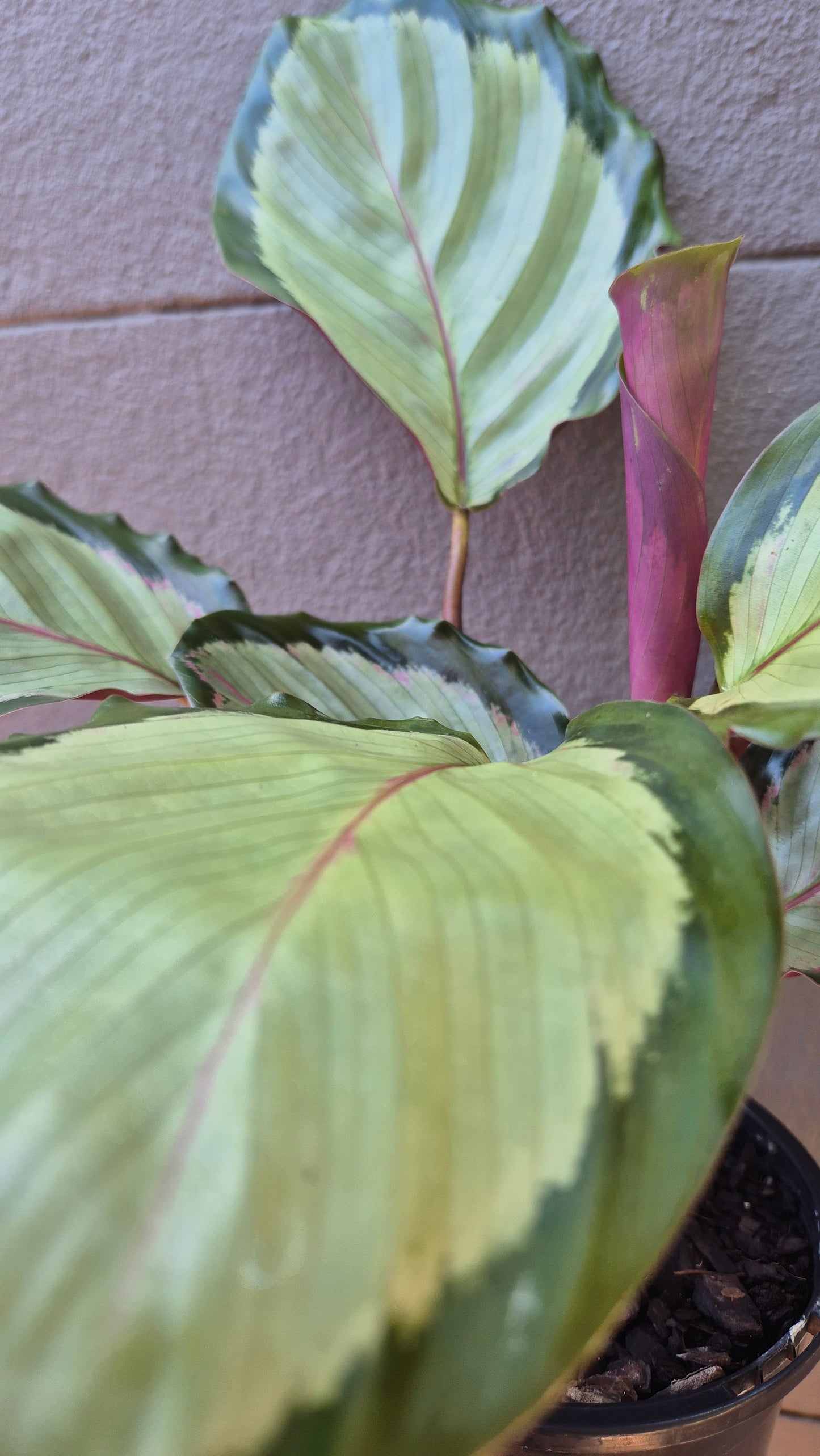 Calathea roseopicta 'Northern Lights'