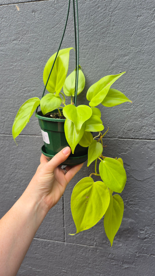 Philodendron cordatum 'Gold'