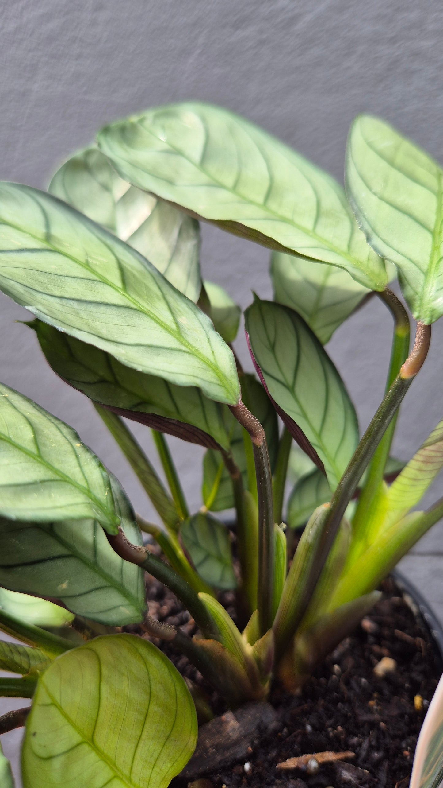 Ctenanthe burle-marxii ‘Amagris’