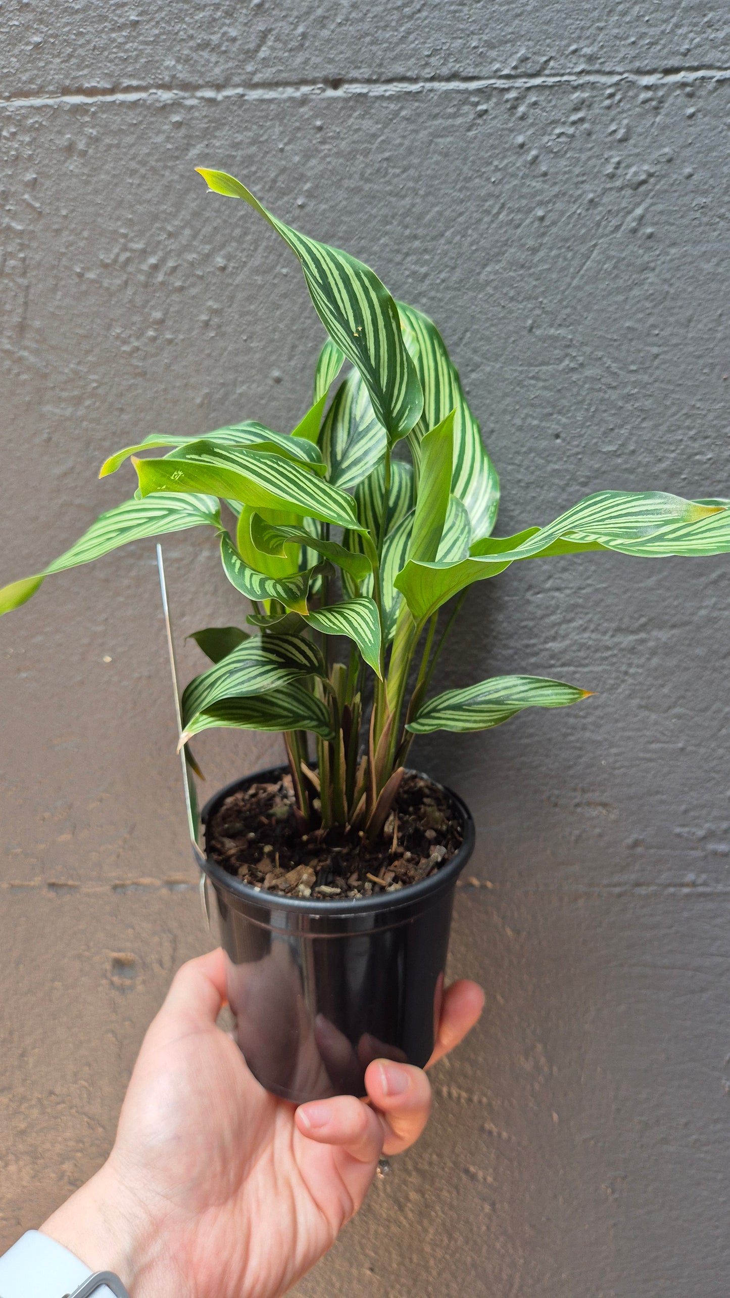 Calathea Elliptica