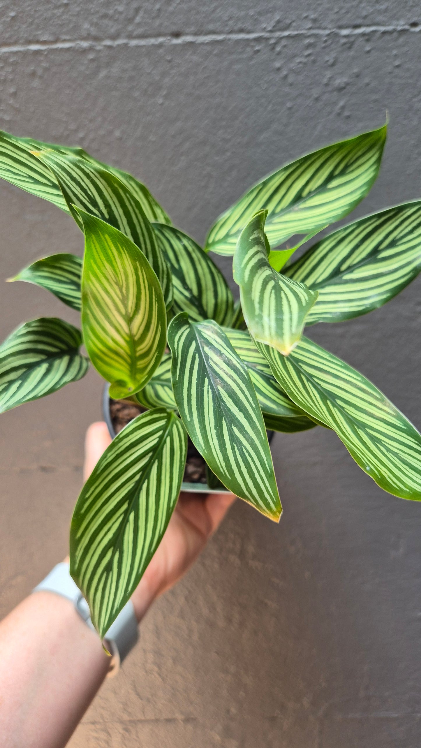 Calathea Elliptica