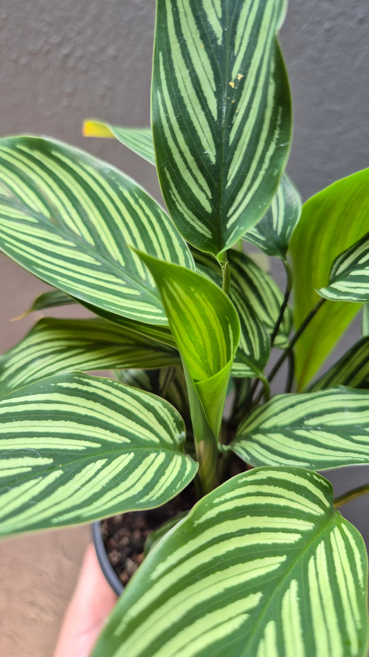 Calathea Elliptica