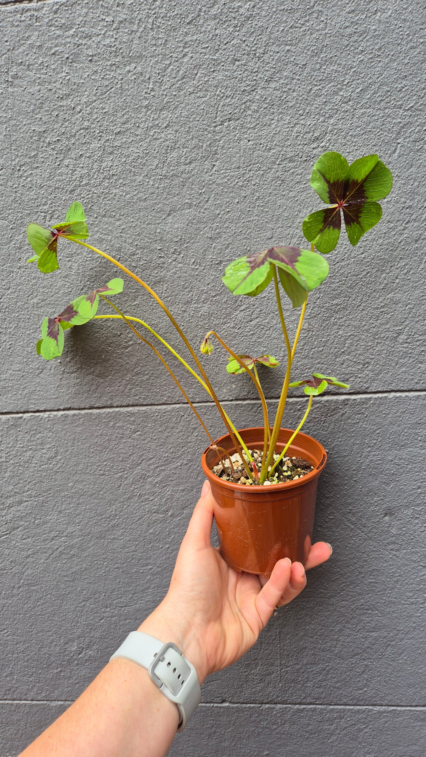 Oxalis tetraphylla 'Iron Cross'