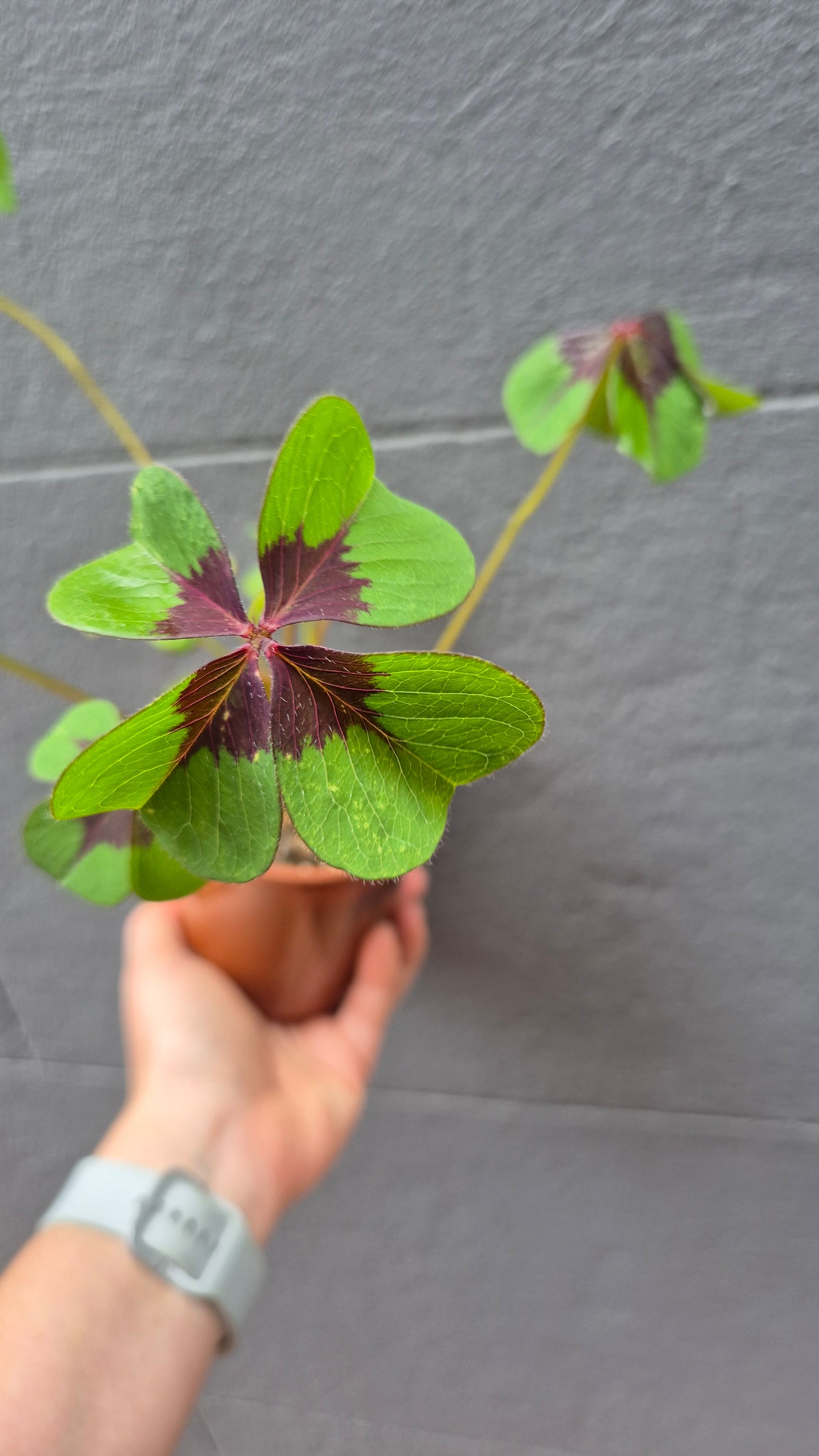 Oxalis tetraphylla 'Iron Cross'