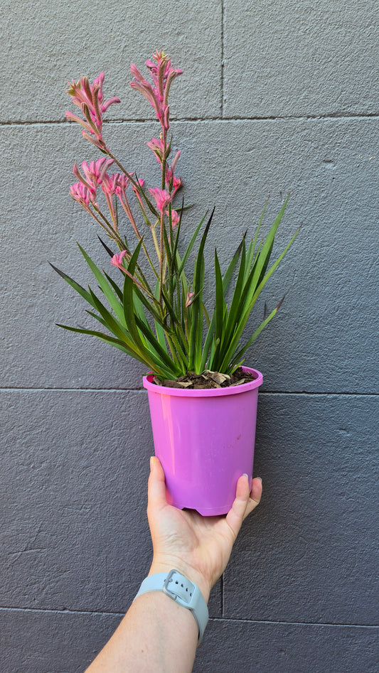 Anigozanthos - Kangaroo Paw 'Bush Pearl'