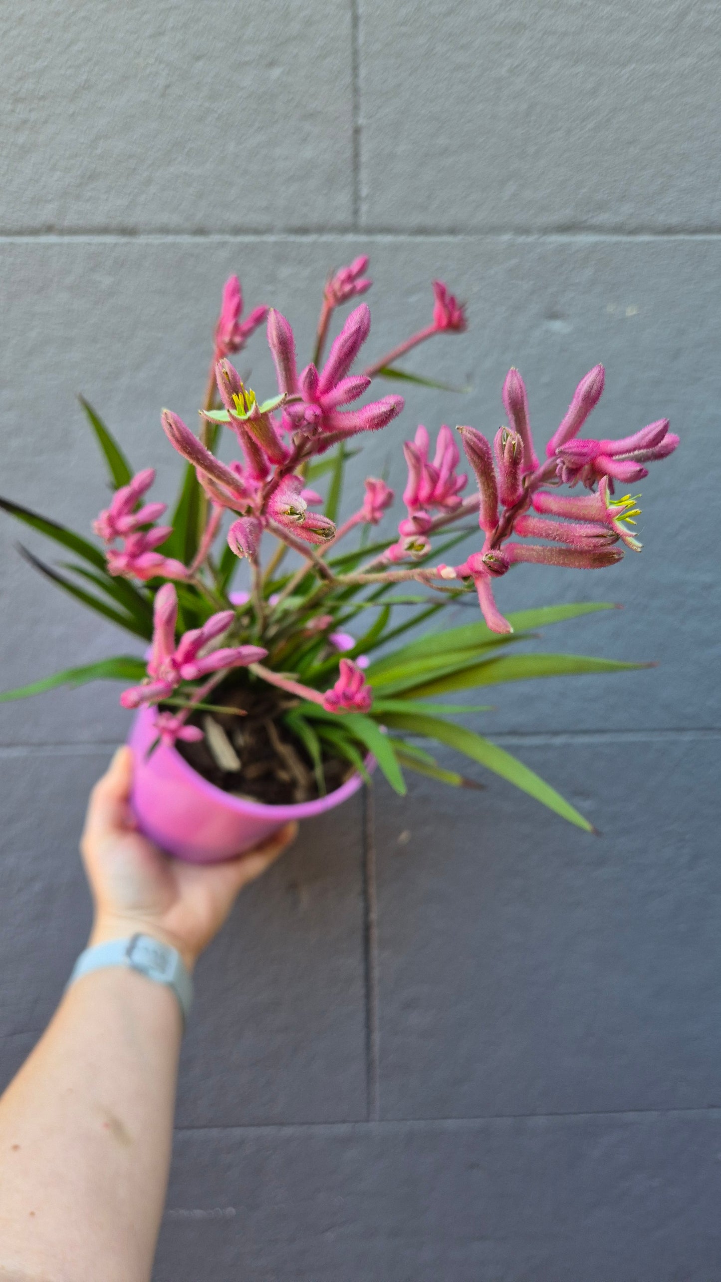 Anigozanthos - Kangaroo Paw 'Bush Pearl'