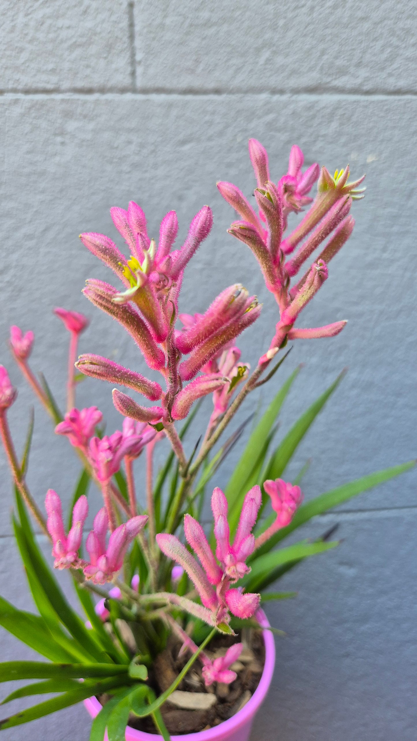 Anigozanthos - Kangaroo Paw 'Bush Pearl'