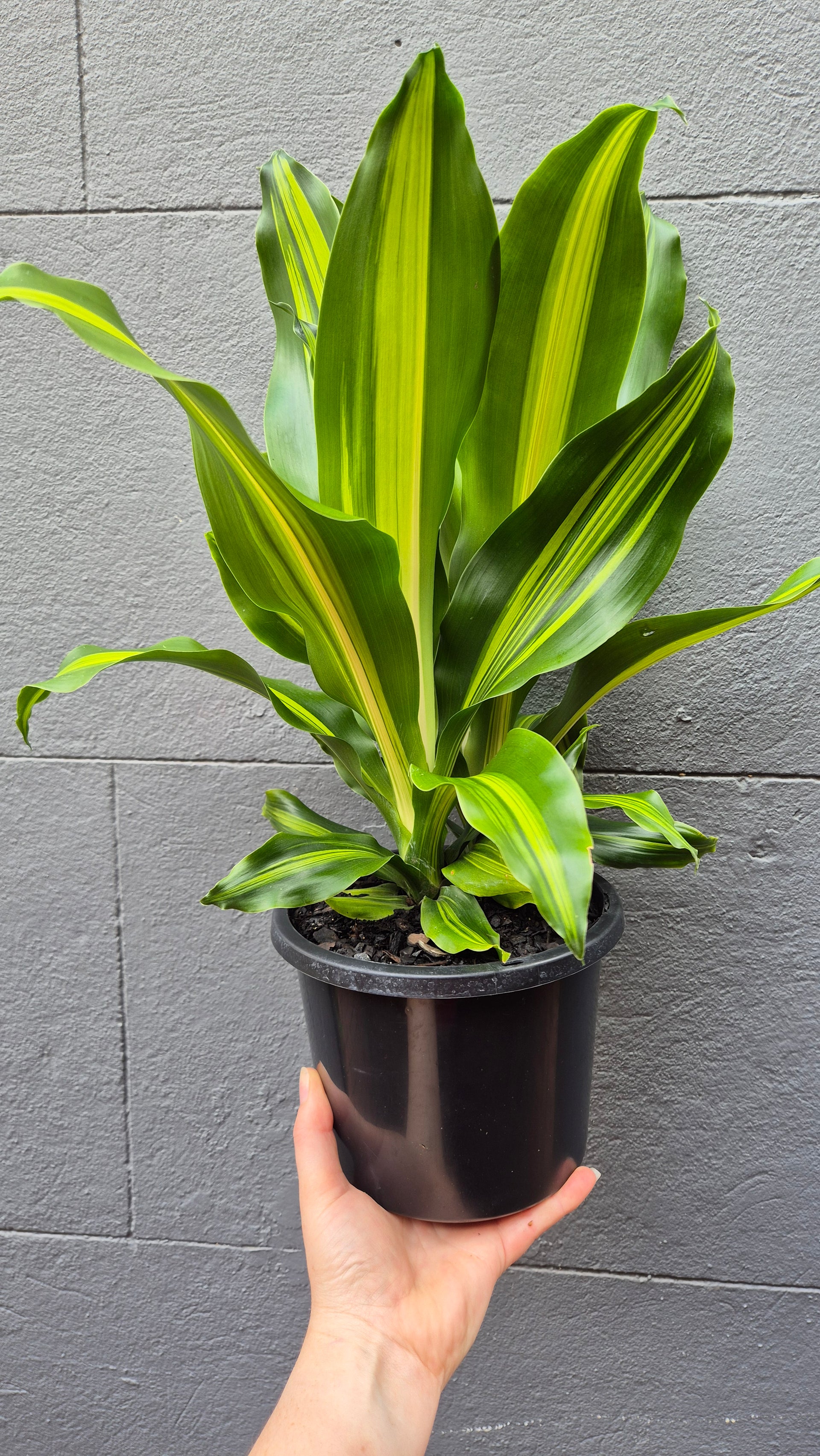 dracaena fragrans happy plant Dracaena fragrans Massangeana 'Happy Plant' – Wattle & Bee