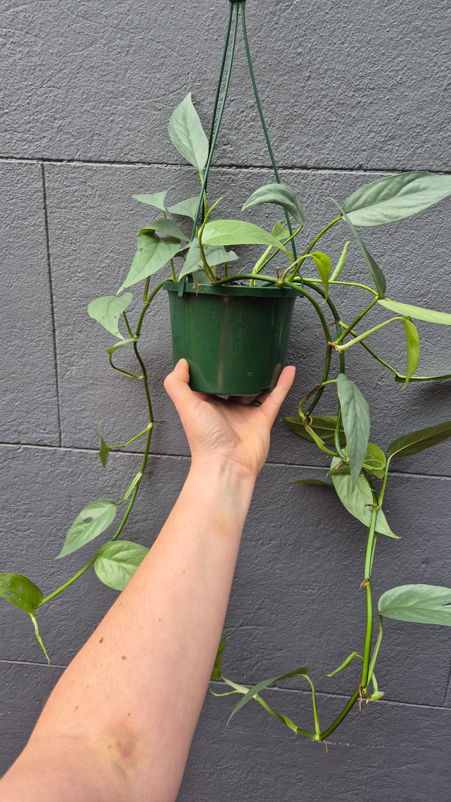 Epipremnum pinnatum 'Cebu Blue'
