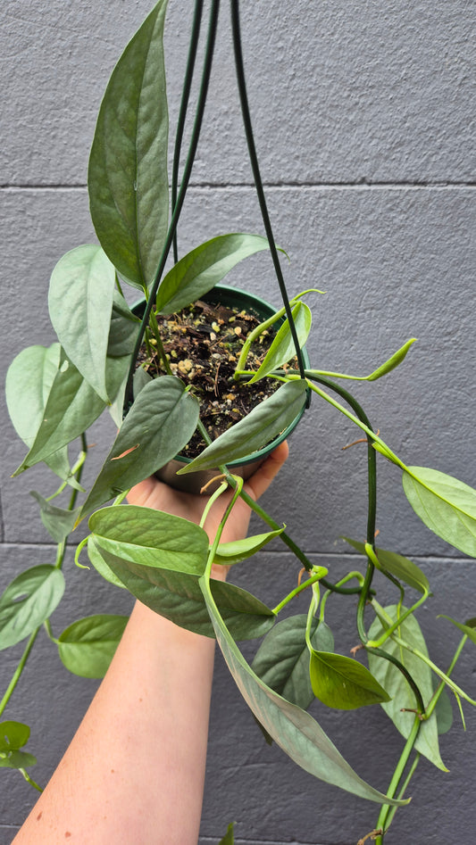 Epipremnum pinnatum 'Cebu Blue'