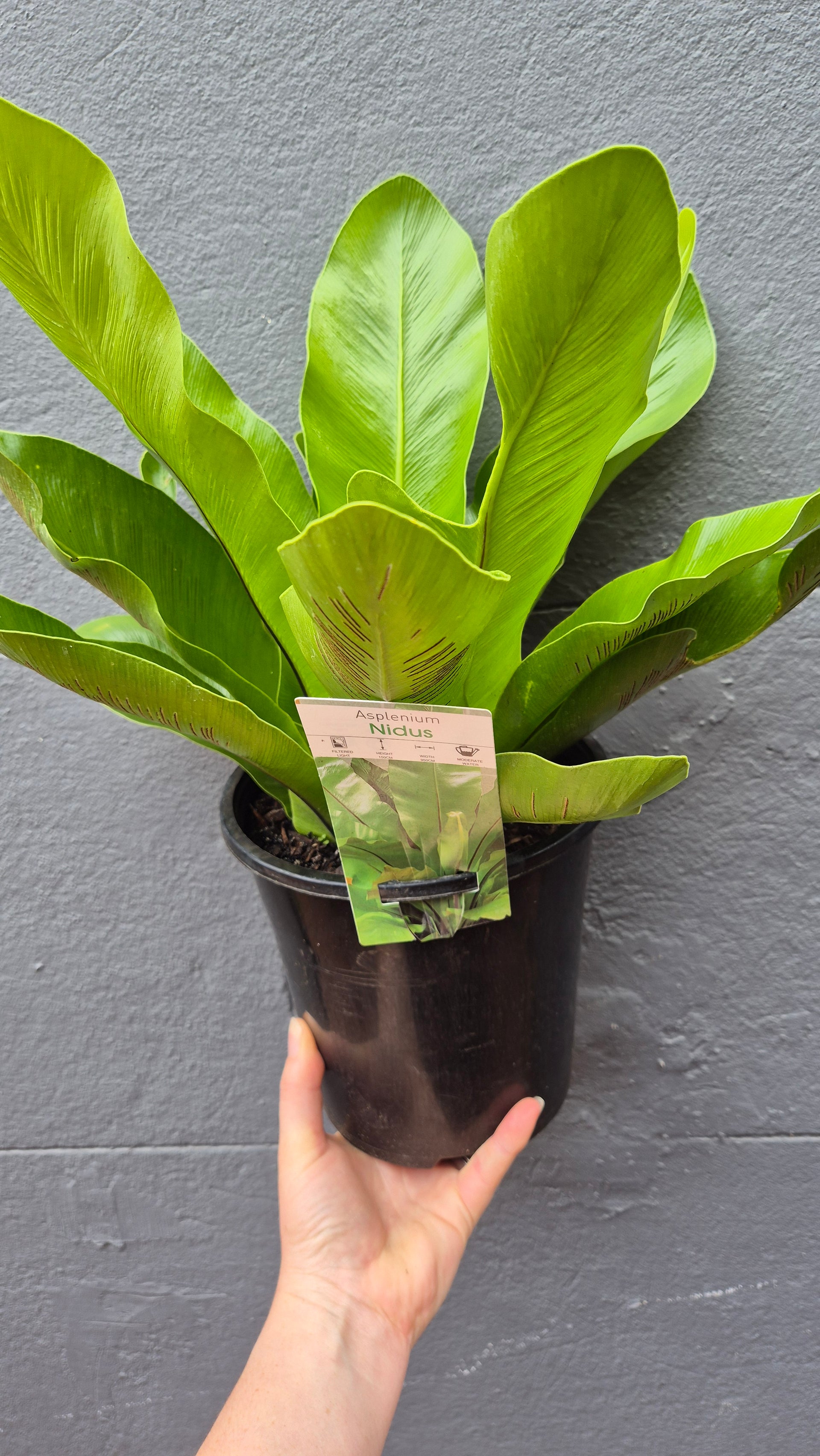 Asplenium australasicum 'Birds Nest Fern' – Wattle & Bee