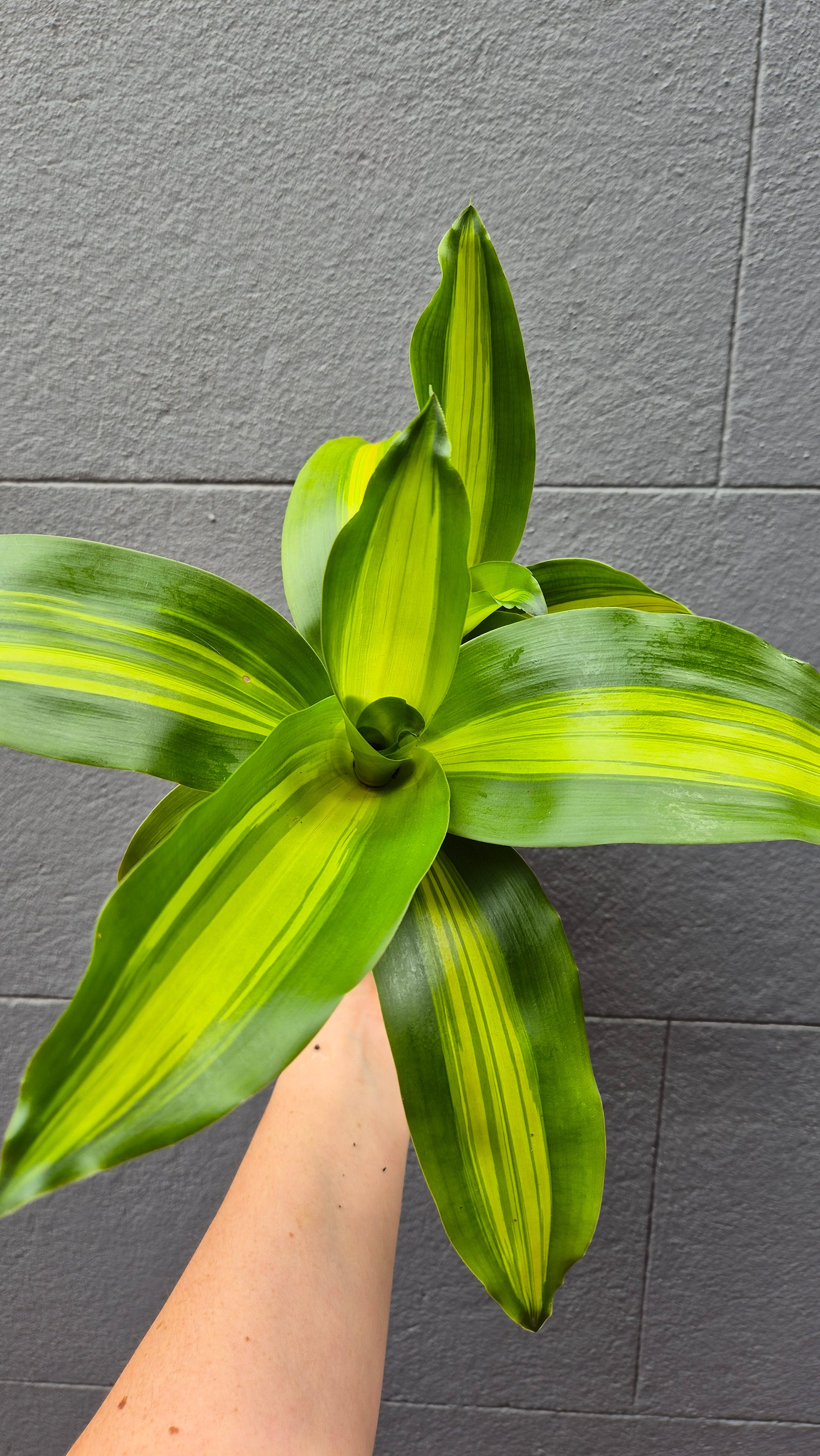 happy plant dracaena fragrans Dracaena fragrans Massangeana 'Happy Plant' – Wattle & Bee